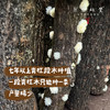 原乡有机雪耳|银耳（成都仓库-顺丰快递） | 35g/罐，来自四川巴中，生产者：原乡食用菌合作社【原乡自产】 商品缩略图10
