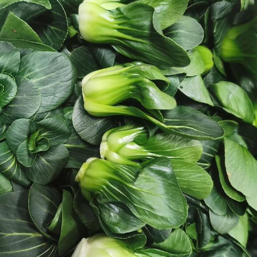 云南高原mini上海青崽【1斤装】 商品图2