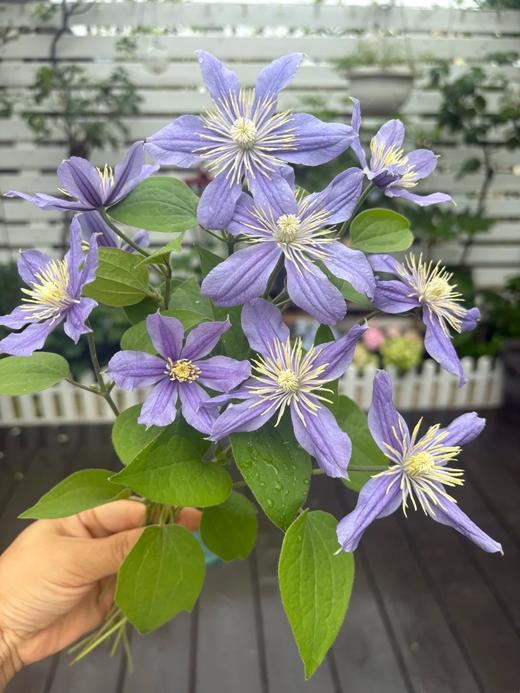 国产单头铁线莲阿拉贝拉10支 商品图3