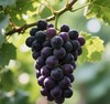 【武清味道】夏黑葡萄75元5斤产地直发，水分足甜度高，超值自提价！ 商品缩略图0