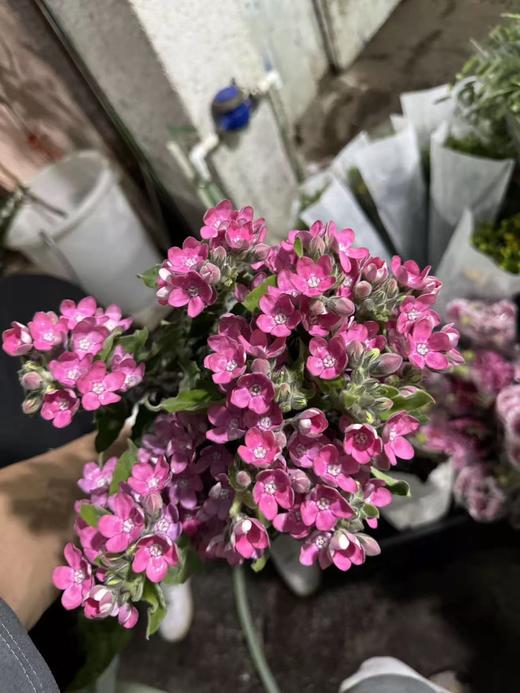 精品花材蓝星花蓝色粉色白色一扎 商品图11