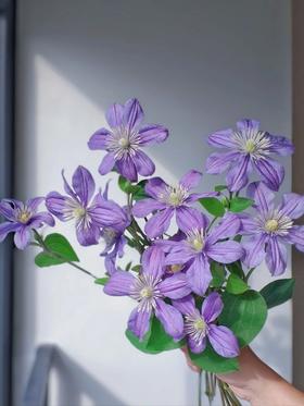 国产单头铁线莲阿拉贝拉10支