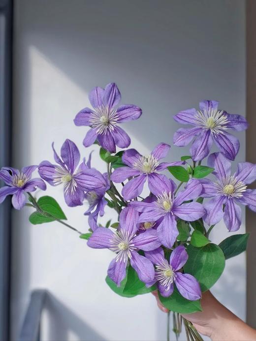 国产单头铁线莲阿拉贝拉10支 商品图0