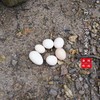 【闹妈海鲜】新品舟山鸡蛋 30枚/组 包邮（除偏远）单独发货 商品缩略图3
