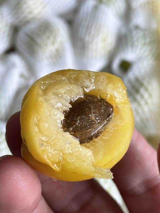 正宗新疆轮台小白杏 天山雪水浇灌，杏味足，甜度高！看看什么才是轮台产区的小白杏！ 商品图1