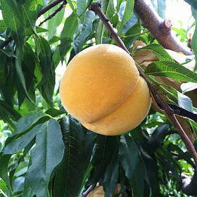 山东蒙阴黄金蜜桃4.5-5斤（9-15个）