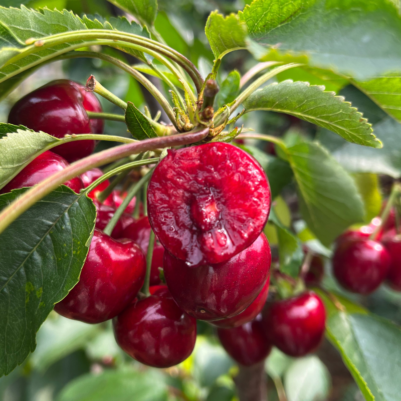 大连美早樱桃【顺丰空运】