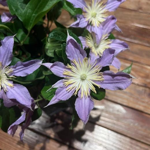 国产单头铁线莲东方河流10支 商品图3