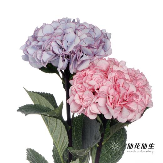 绣球 | 英茂暮光 商品图0