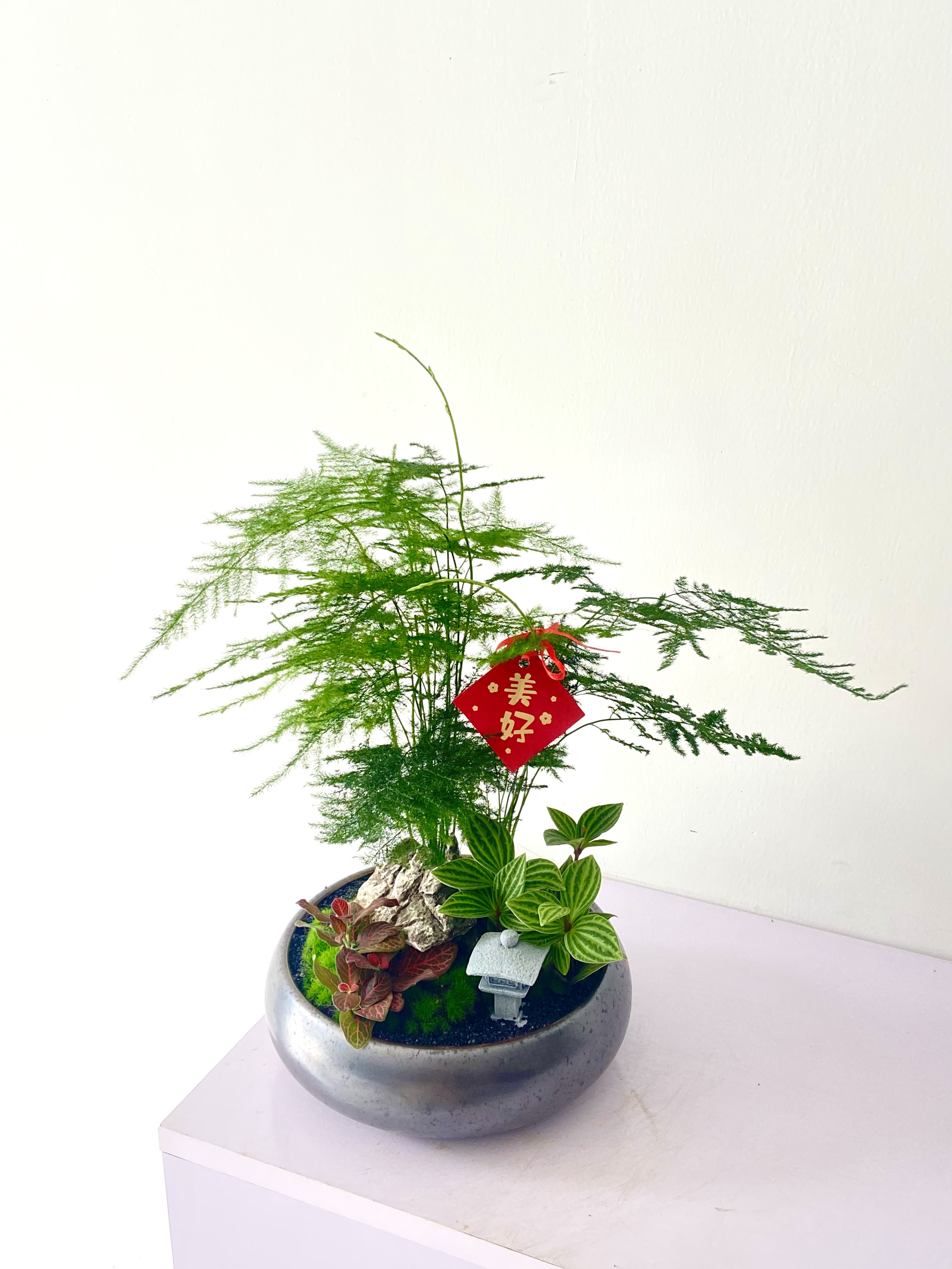 文竹/MXY小棕圆98