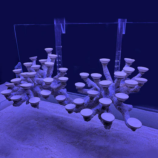 幽影海缸造景90悬浮款双岛树枝状烧制款造景鱼缸装饰摆件定制 商品图4