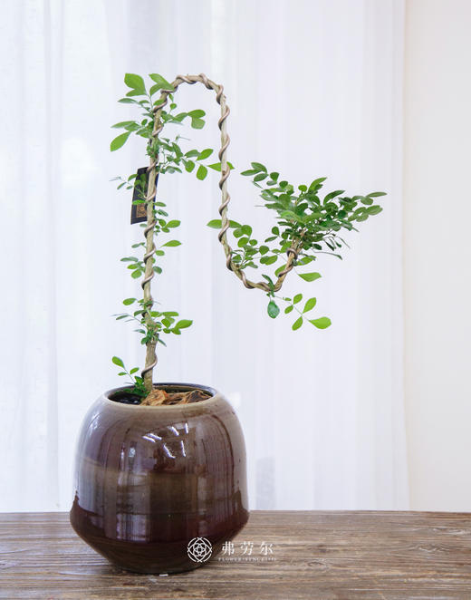 文人九里香 商品图0