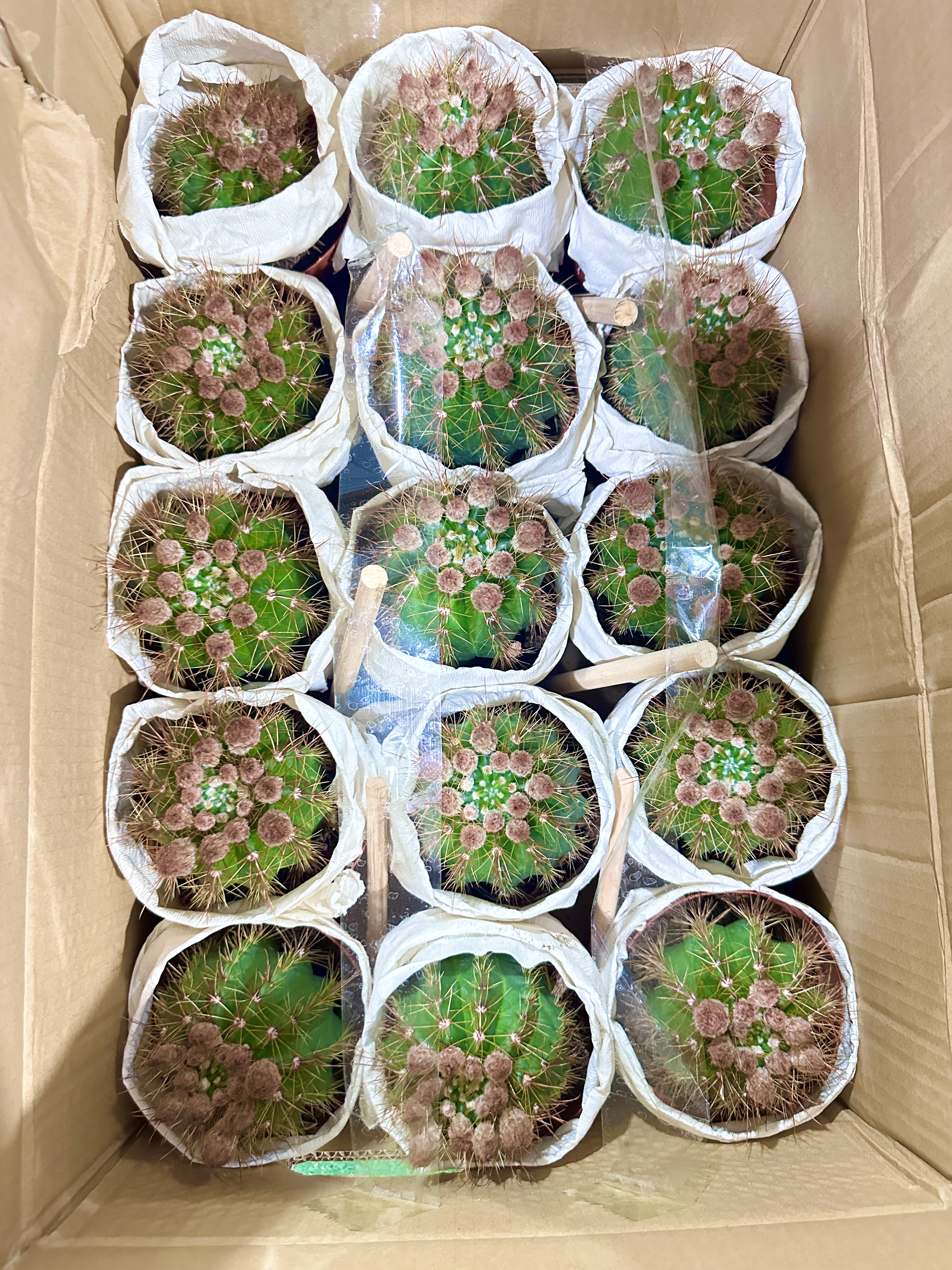 红花青王130# 145元/件 15盆/件 国金园艺