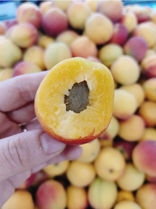 贵妃杏2斤 商品图1