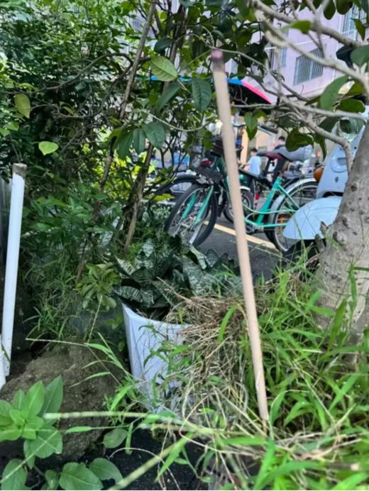 🌟【兰序艾草棒棒香】夏季户外驱蚊必备神器🔥植物艾草，让蚊虫🦟无处可逃❗️❗️无毒无害无激素，母婴可用❗️❗️五分钟见效，给你户外长效持久的防护 商品图1