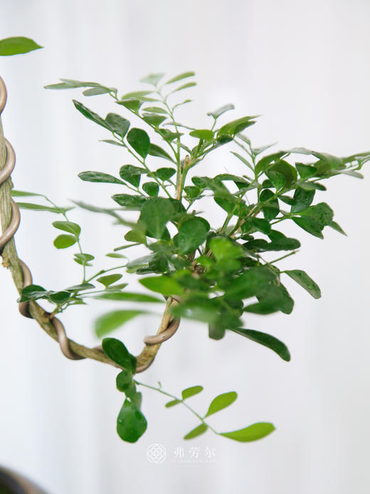 文人九里香 商品图1