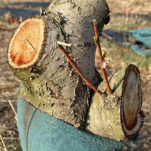 【新增桃木挂坠】【奕虹合作的山东秋桃基地的老桃木制作真桃木配饰系列-12年老桃木制作】满满寓意 一个集实用性、艺术性与深厚精神内涵于一身的吉祥符号 商品图2