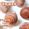 【3天左右发】有机鲜香菇（基地直发-顺丰包邮）| 来自广东“四只瓢虫”韶关基地，生产者：李志【合作生产，公平贸易】 商品缩略图0