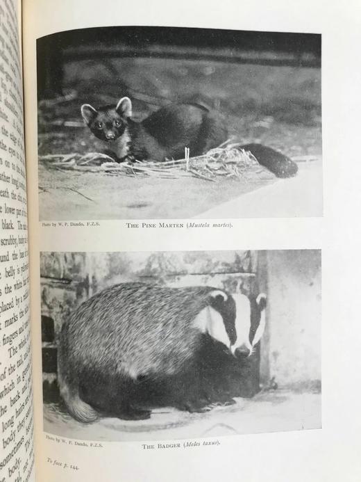 1903年 英国哺乳动物图鉴 16幅彩色66幅黑白插图 漆布精装16开 商品图11