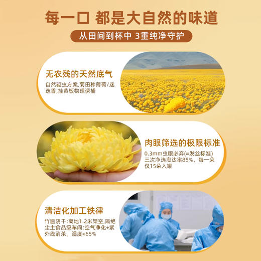 菊花茶金丝皇菊菊中皇后无薰硫无残农真材实料四季灭火气 CM 商品图5