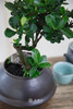 达摩栀子花 商品缩略图2