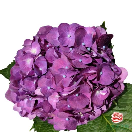 市场绣球 孤鸾 1枝 商品图1