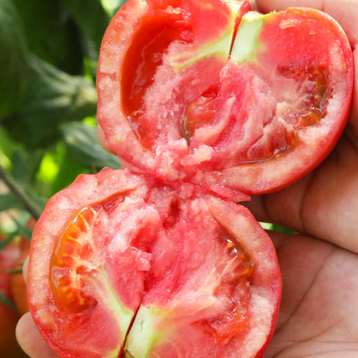 【直播专享】普罗旺斯水果西红柿 商品图3