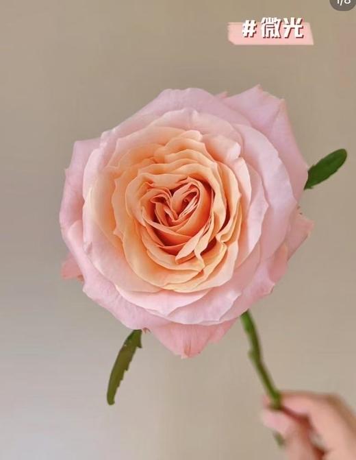 精品国产玫瑰微光10支 商品图0