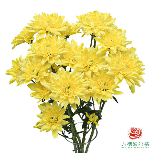 VDB多头小菊-柠檬提卡 5枝一扎 商品图0