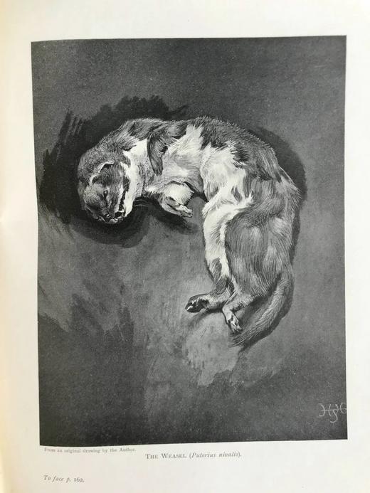 1903年 英国哺乳动物图鉴 16幅彩色66幅黑白插图 漆布精装16开 商品图13