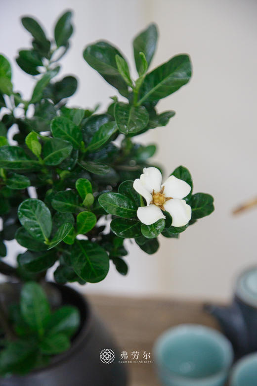 达摩栀子花 商品图1
