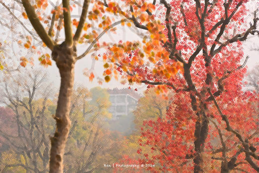 大别山秋色丨罗田水中红叶&柿子古村、大悟乌桕红叶、钱冲古银杏群落6天摄影团 商品图7