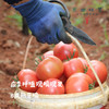 有机瑞粉番茄/草莓西红柿（基地直发-顺丰包邮）|3斤、4.5斤装，来自云南“四只瓢虫”昆明基地，生产者：王建钧【合作生产，公平贸易】 商品缩略图3