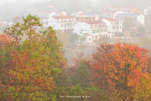 大别山秋色丨罗田水中红叶&柿子古村、大悟乌桕红叶、钱冲古银杏群落6天摄影团 商品图6