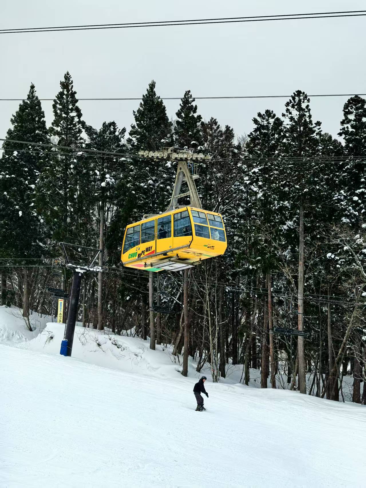 【25/26雪季，树冰藏王】3月3日-3月7日，5天4晚，4599元/人起，含早晚餐，观赏树冰奇观，畅滑优质粉雪！