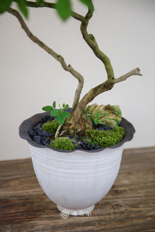 怪头黄荆 商品图2