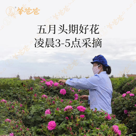 【玫瑰花茶】几养|平阴花蕊 每日一杯 红润养颜 心情舒畅 商品图3