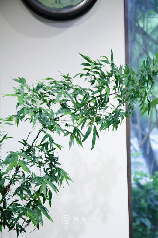 小叶簕竹（宝塔） 商品图2