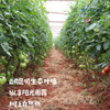 有机瑞粉番茄/草莓西红柿（基地直发-顺丰包邮）|3斤、4.5斤装，来自云南“四只瓢虫”昆明基地，生产者：王建钧【合作生产，公平贸易】 商品缩略图1