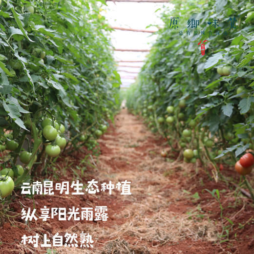 有机瑞粉番茄/草莓西红柿（基地直发-顺丰包邮）|3斤、4.5斤装，来自云南“四只瓢虫”昆明基地，生产者：王建钧【合作生产，公平贸易】 商品图1