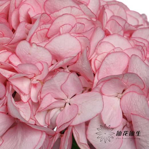 绣球 | 英茂暮光 商品图3