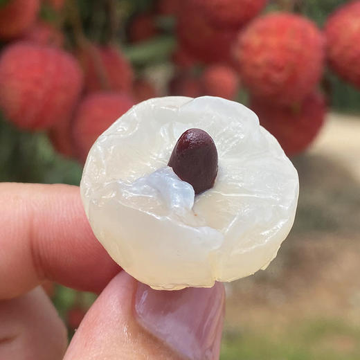 【直播专享】桂味荔枝 肉厚核小 自带桂花清香 商品图2