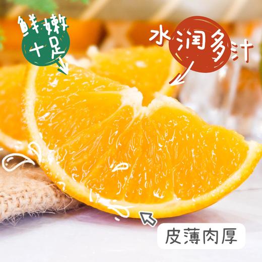 秭归脐橙夏橙5斤中果 商品图4