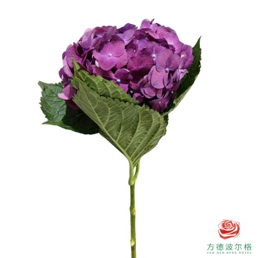 市场绣球 孤鸾 1枝 商品图0