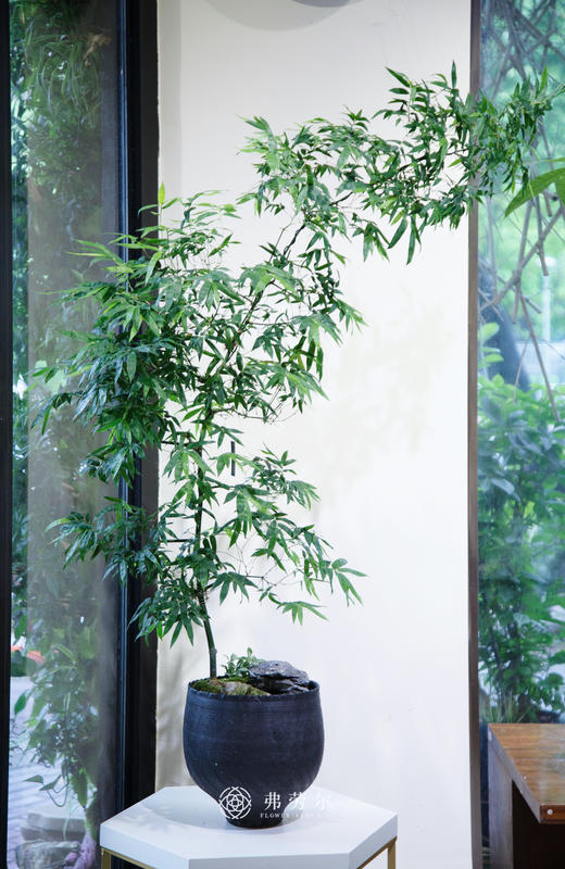 小叶簕竹（宝塔） 商品图0