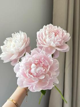 新西兰进口芍药花Roosevelt 罗斯福1支