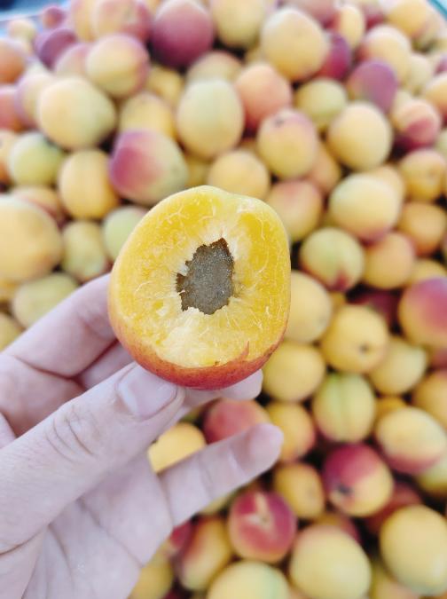 贵妃杏2斤 商品图2