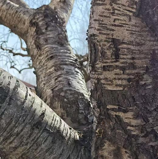 【新增桃木挂坠】【奕虹合作的山东秋桃基地的老桃木制作真桃木配饰系列-12年老桃木制作】满满寓意 一个集实用性、艺术性与深厚精神内涵于一身的吉祥符号 商品图4