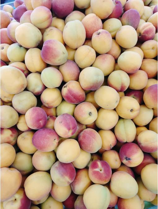 贵妃杏2斤 商品图0