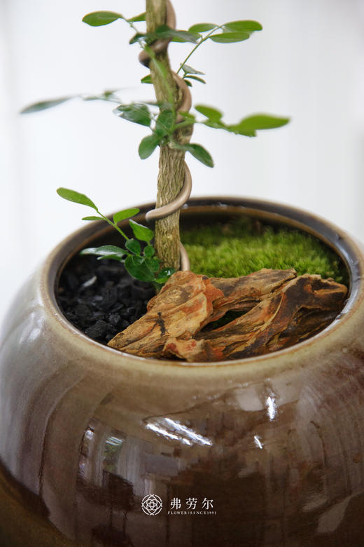 文人九里香 商品图2